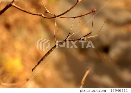 自然，昆蟲，Goshikinuma 12946311