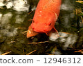 Nature, animals, Gokikinuma carp 12946312