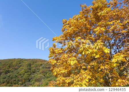 Autumn leaves and sky of horse chestnut Autumn leaves and sky of horse chestnut 12946435