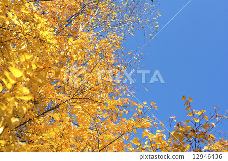 The yellow leaves of the canopy and the blue sky The yellow leaves of the canopy and the blue sky 12946436