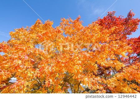 Autumn leaves of red and orange fauna 12946442