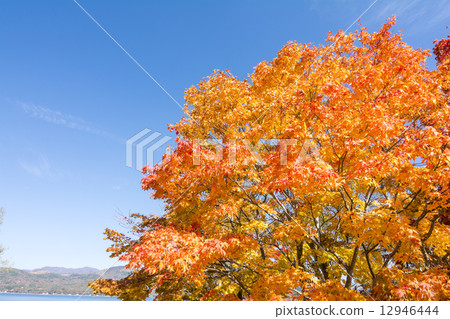 Autumn leaves of orange-fauna Autumn leaves of orange-fauna 12946444