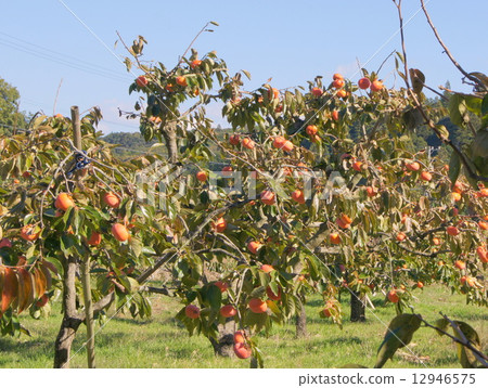 果園的柿子(Jiro persimmon) 果園的柿子(Jiro persimmon) 12946575