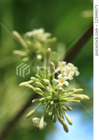 It is a natural plant papaya, a dioecious strain. This is a large number of small flowers in the tufts hanging down by the male flowers ① 12946671