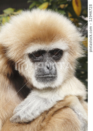  White-handed gibbon 12946728