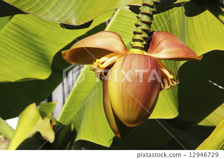 Banana flowers 12946729