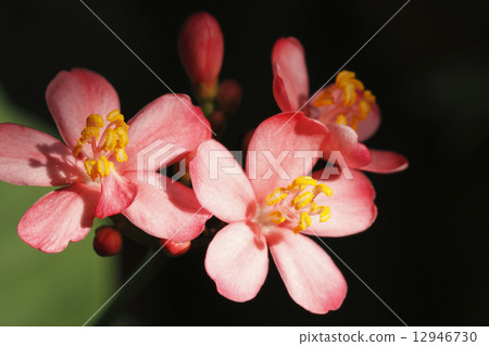 Nanoyo Zakura 12946730