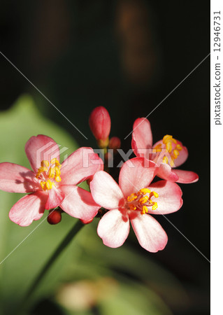 Nanoyo Zakura 12946731