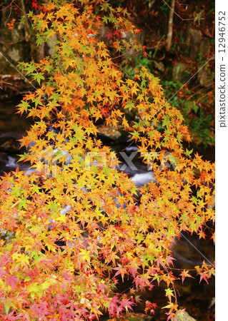 秋天的樹葉 秋天的樹葉 12946752