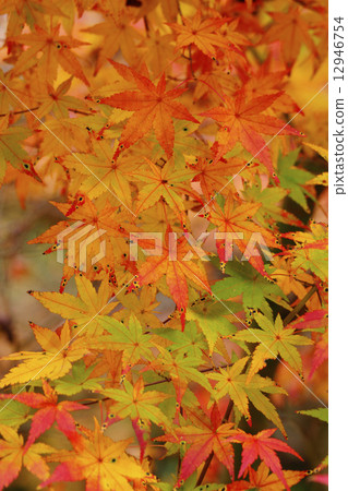 秋天的樹葉 秋天的樹葉 12946754