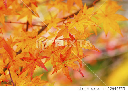 秋天的樹葉 秋天的樹葉 12946755