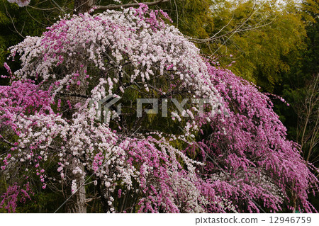 盛開的鮮花 12946759