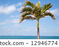 棕櫚樹 12946774