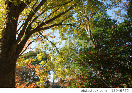 Autumn mountains 12946775