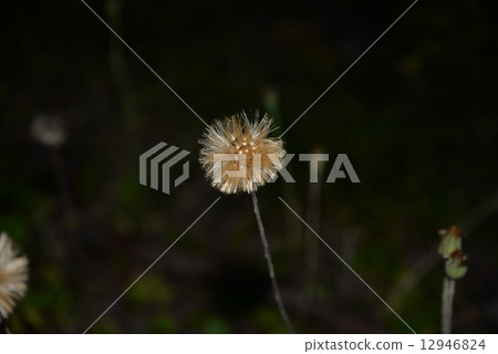 金色絨毛 12946824