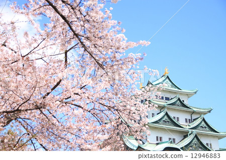 April Aichi Nagoya Castle - Castle and cherry blossoms 12946883