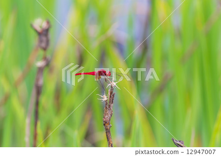 少女蜻蜓 12947007