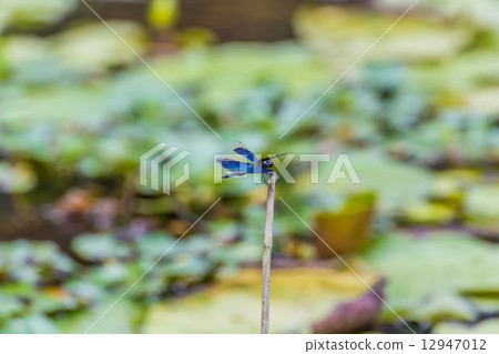 蝴蝶蜻蜓 12947012