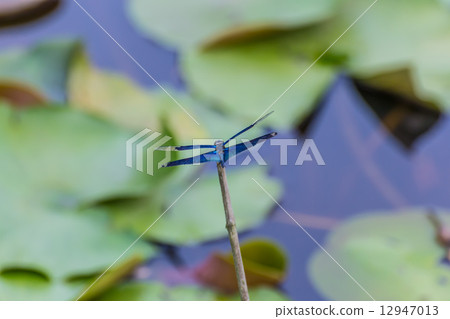蝴蝶蜻蜓 12947013