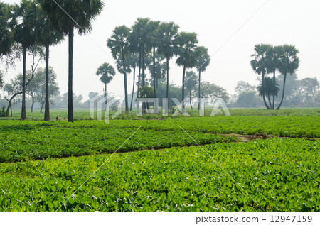 印度佛Gaya早上的Sujata村 印度佛Gaya早上的Sujata村 12947159