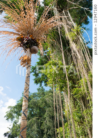 巴厘島棕櫚樹和榕樹 12947160