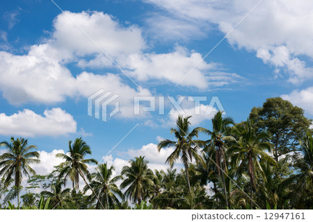 巴厘島棕櫚樹和藍天 巴厘島棕櫚樹和藍天 12947161