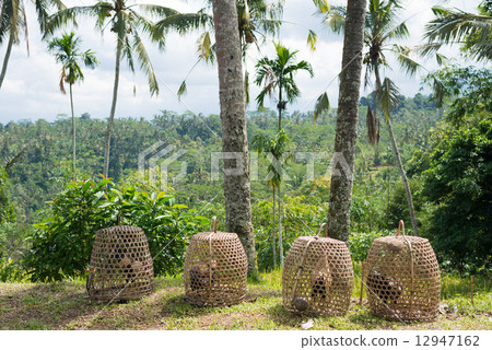 巴厘島竹籃子雞和棕櫚樹 12947162