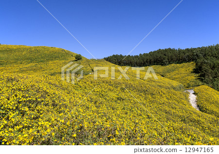 泰國Mae Ho兒子的墨西哥向日葵領域 12947165