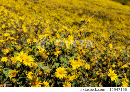 Mexican sunflower field of Thailand Mae Ho Son Mexican sunflower field of Thailand Mae Ho Son 12947166