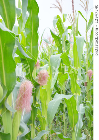 玉米田 12947340