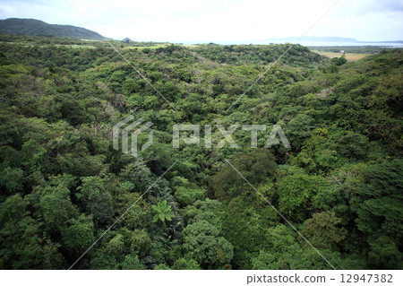 Natural landscape Forest that continues northeast from Yaeyama no Mori, Banna dake (Ishigakijima). You can see the Sakieda peninsula in the distance Natural landscape Forest that continues northeast from Yaeyama no Mori, Banna dake (Ishigakijima). You can see the Sakieda peninsula in the distance 12947382
