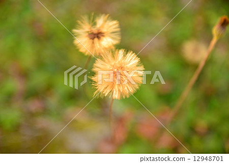 A golden goblin 12948701