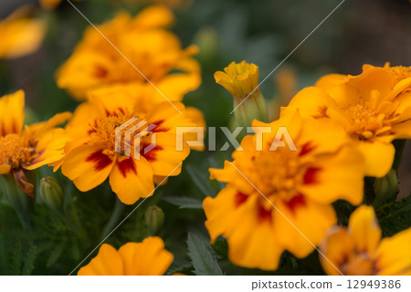 Marigold flower 12949386