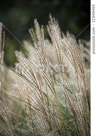 Miscanthus Miscanthus 12949484