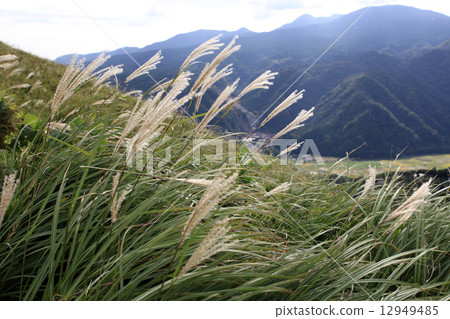 Miscanthus Miscanthus 12949485