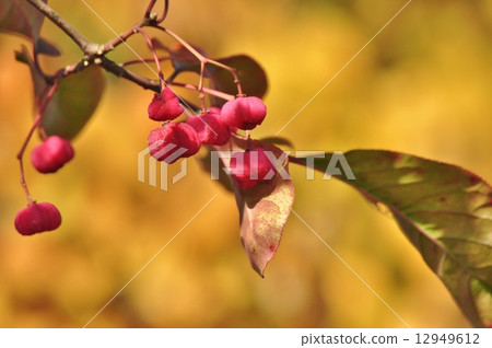 Mayumi fruit 12949612