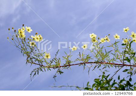 Winter Cosmos 5 Winter Cosmos 5 12949766