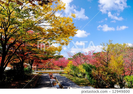 Autumn leaves of Ryu pia 12949800