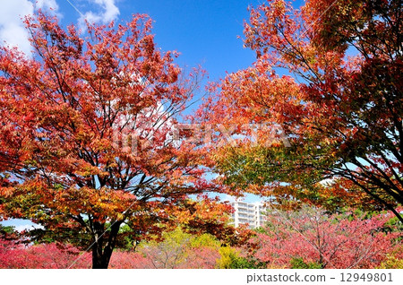 Autumn leaves of red leaves 12949801