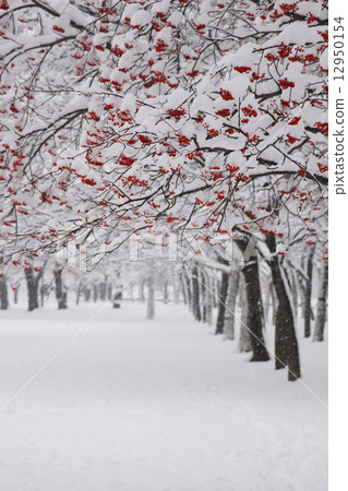 第一場雪林 第一場雪林 12950154