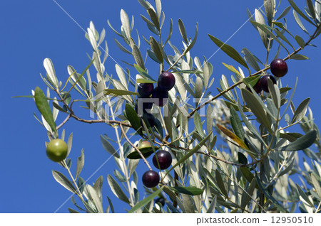 Olive 12950510