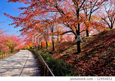 白山公園秋葉 12950852