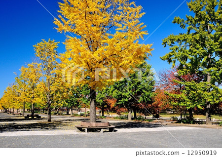 Fall of Niigata Prefecture Sports Park 12950919