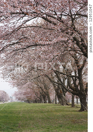 Twenty-way road Twenty-way road 12951047