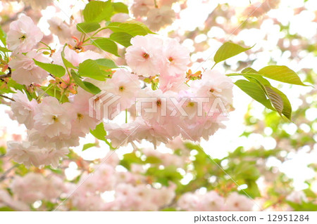 葉改良的雌蕊的櫻花：單葉櫻桃樹 12951284