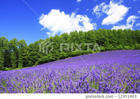 Hokkaido Furano City Furano Winehouse Lavender Garden Hokkaido Furano City Furano Winehouse Lavender Garden 12951403