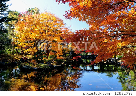 Hakusan park autumn leaves 12951785