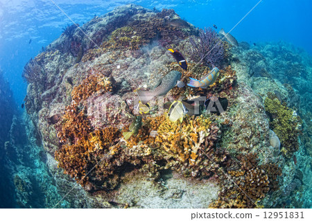 diving in colorful reef underwater 12951831
