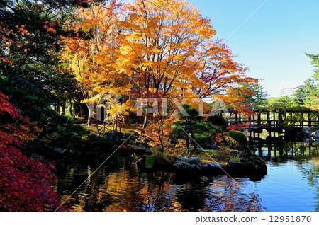 Hakusan park autumn leaves 12951870