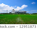 Paddy field in Niigata City 12951873